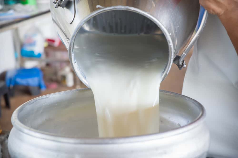 Minum Susu Sapi Mentah, Apakah Bahaya?