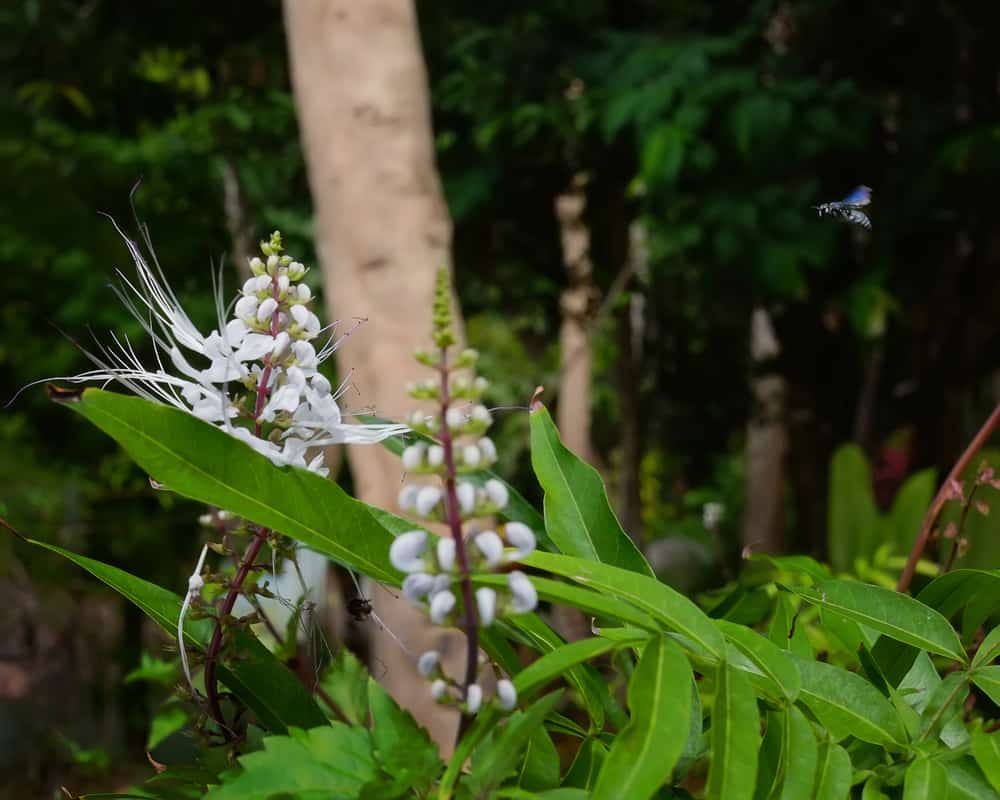 6 Manfaat Rumput Fatimah untuk Pengobatan Herbal