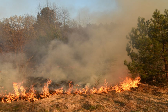 Asap yang ditimbulkan oleh kebakaran hutan bisa menyebabkan salah satu gangguan pernapasan yaitu ….