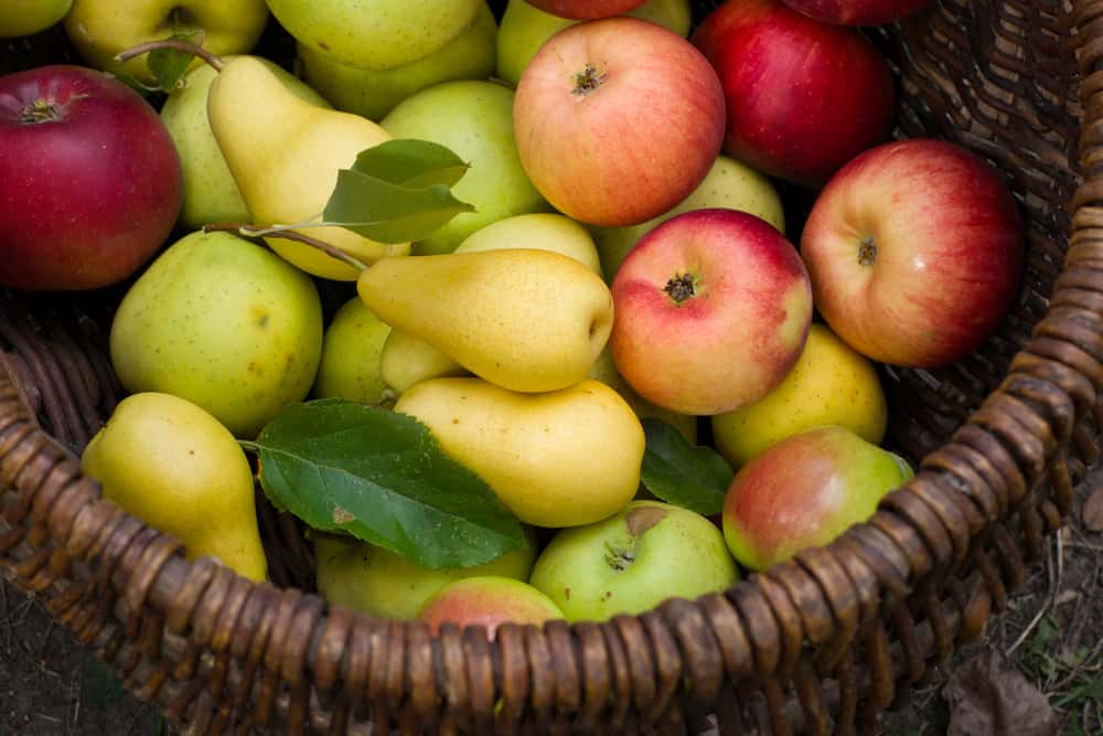 Dapat buah mencegah sakit apel DERETAN BUAH
