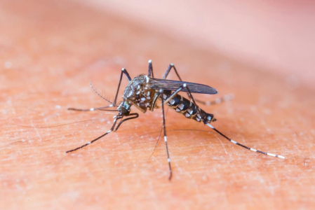 Penyebab dan Faktor Risiko Terjadinya Demam Berdarah Dengue (DBD)