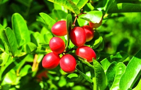 6 Manfaat Sehat Miracle Fruit, si Buah Ajaib Pemanis Rasa