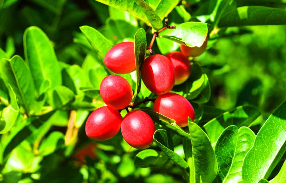 Mengenal Miracle Fruit dan Manfaatnya bagi Kesehatan