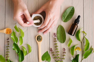 khasiat daun ketapang sebagai obat herbal