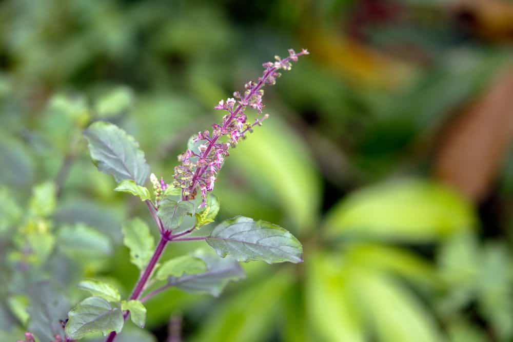 Khasiat Daun Tulsi, Bantu Kurangi Stres hingga Risiko Diabetes