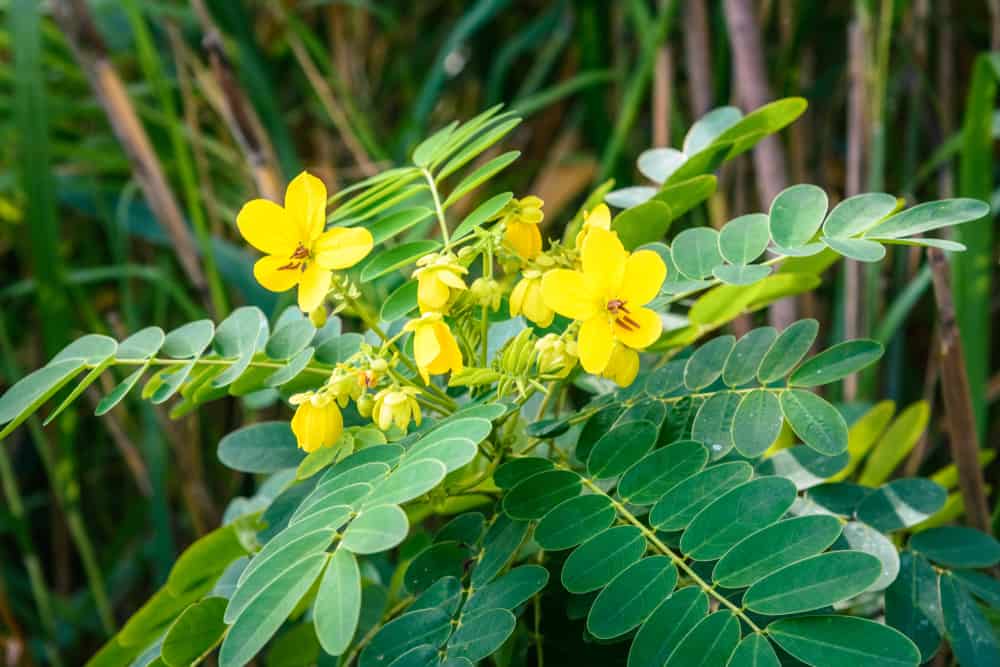 5 Manfaat Daun Senna untuk Kesehatan Pencernaan