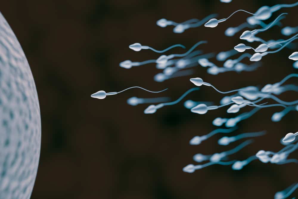 sel sperma
