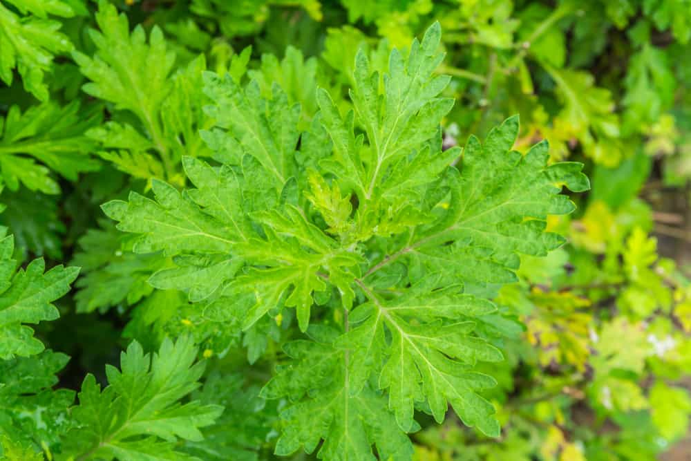 Mengenal Artemisia Annua, Herbal yang Berpotensi Basmi Kanker dan Malaria