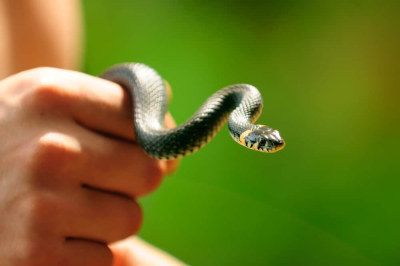 fobia ular