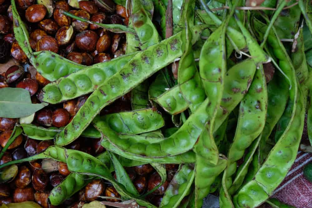 Benarkah Makan Jengkol dan Petai Sekaligus Bikin Sakit Perut?