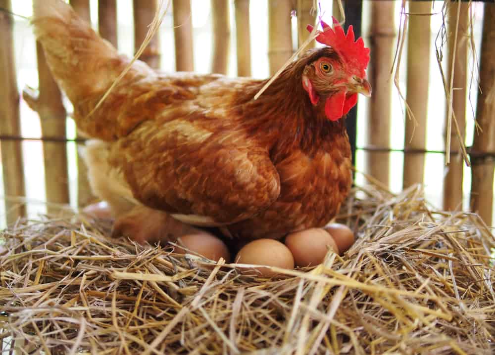 Lebih Murah dari Telur Biasa, Amankah Mengonsumsi Telur Infertil?