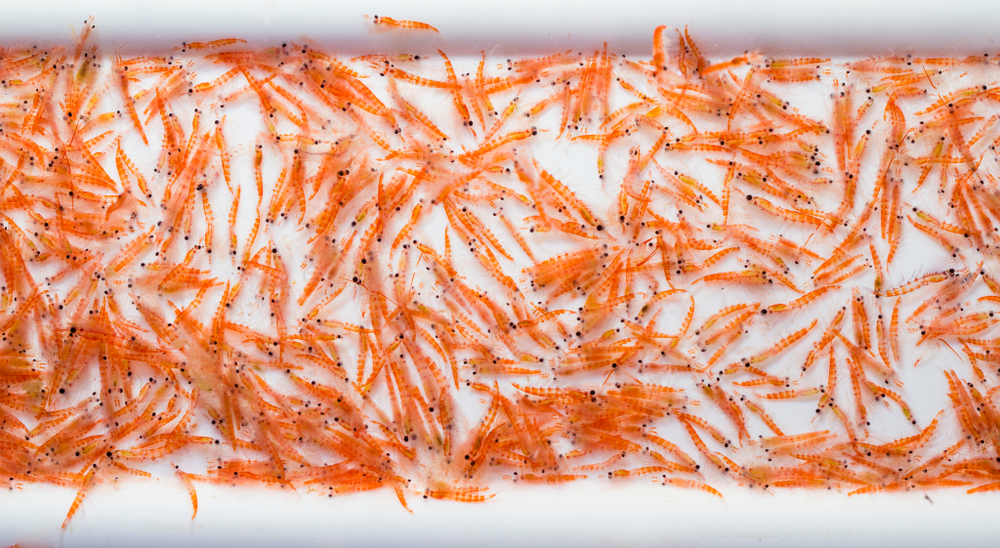Benarkah Krill Oil Lebih Baik dan Bernutrisi Dibandingkan Minyak Ikan?