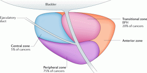 Organ Prostat: Fungsi Dan Cara Menjaga Kesehatannya