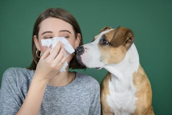 alergi binatang anjing