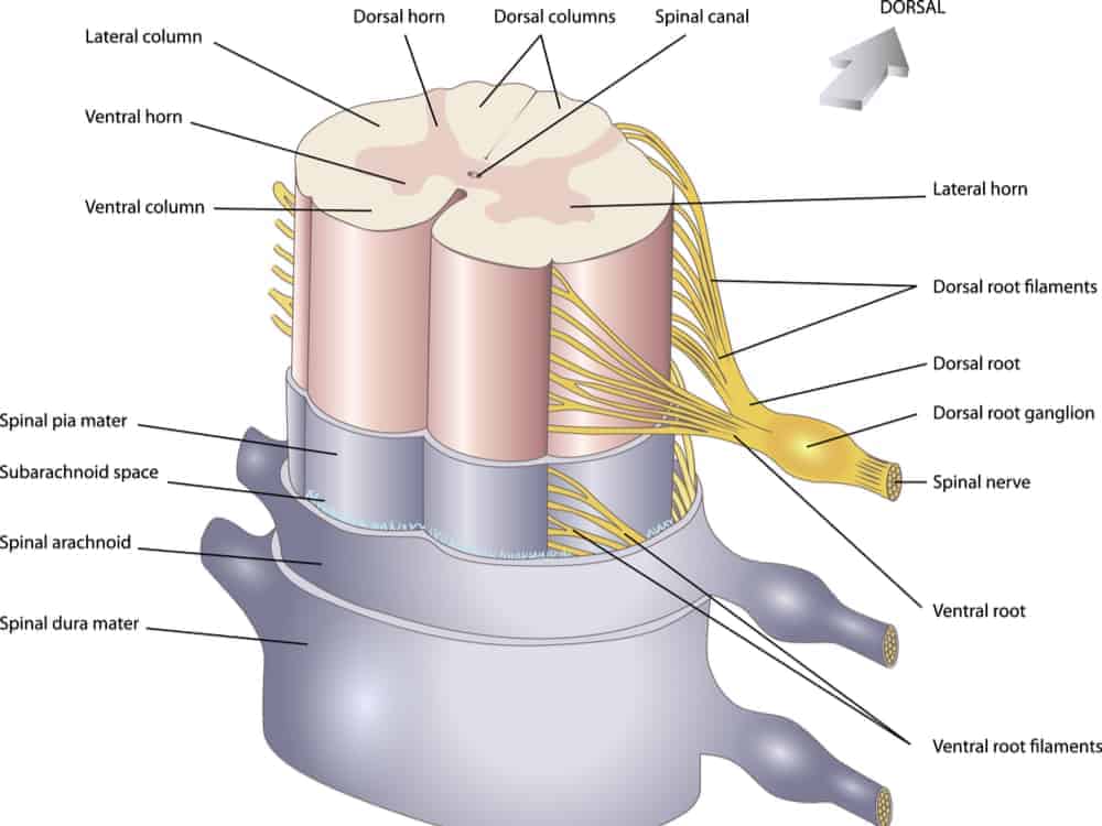 anatomi sumsum tulang belakang