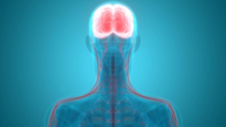 Sistem Saraf Manusia: Bagian, Fungsi, dan Penyakit