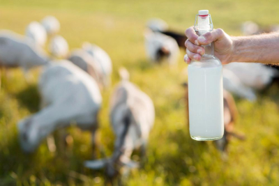 Susu kambing dan sapi