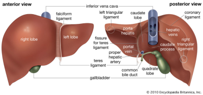 gambar anatomi organ hati manusia