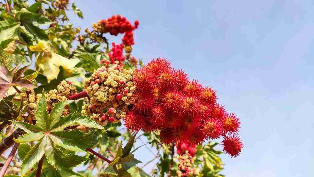 Mematikan, Ini 5 Bahaya Racun Ricin yang Perlu Diwaspadai