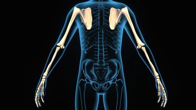 Memahami Proses Pembentukan dan Pertumbuhan Tulang Manusia