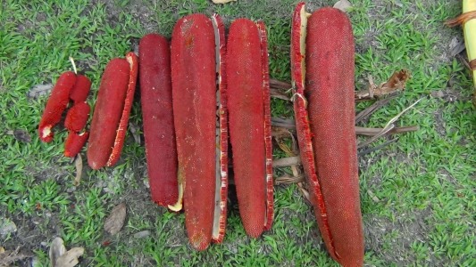 8 Manfaat Buah Merah Asal Papua yang Menakjubkan