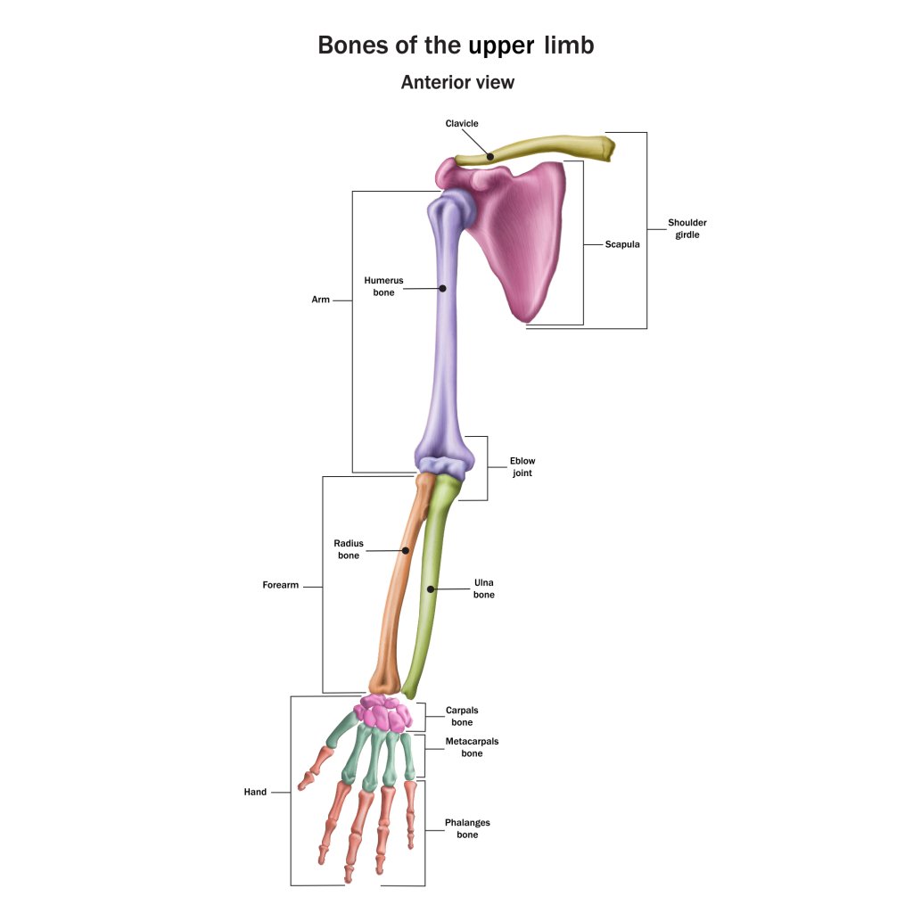 Struktur dan Fungsi dari Tulang Lengan Bagian Atas • Hello Sehat