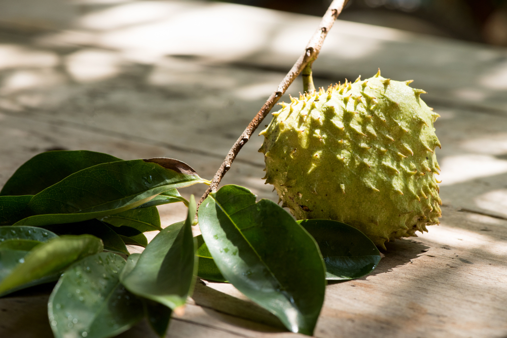 Mengulik Potensi Daun Sirsak untuk Mengobati Diabetes