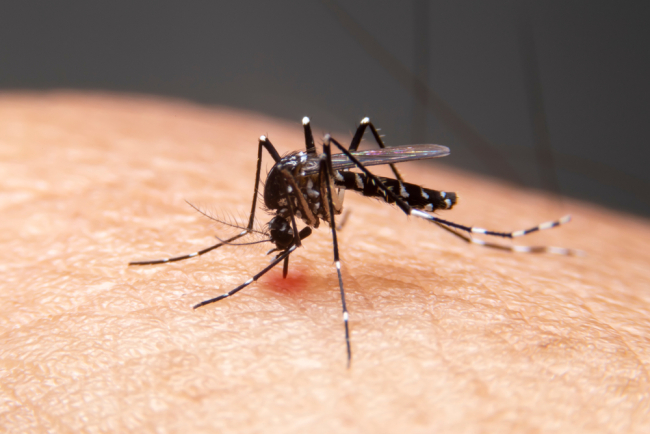 Begini Cara Penularan Virus Zika, Penyakit yang Berkaitan dengan Nyamuk Aedes