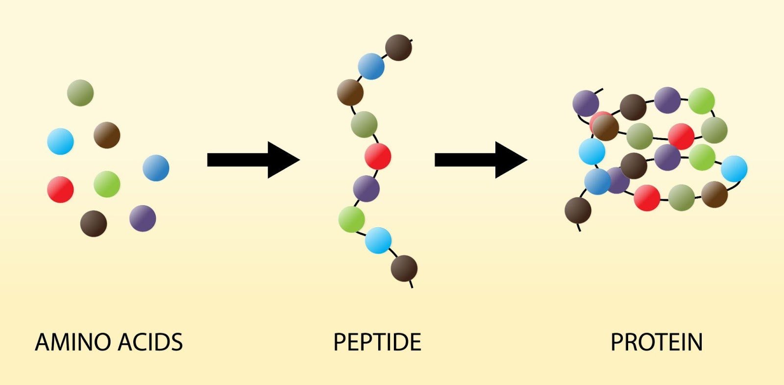 bio amino peptida