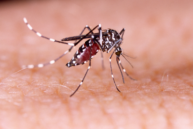 Jangan Anggap Remeh, Ini Gejala Infeksi Virus Zika yang Harus Anda Perhatikan