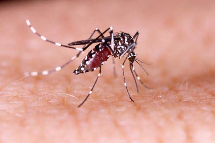 Cara Penularan Virus Zika yang Harus Anda Pahami Hello Sehat