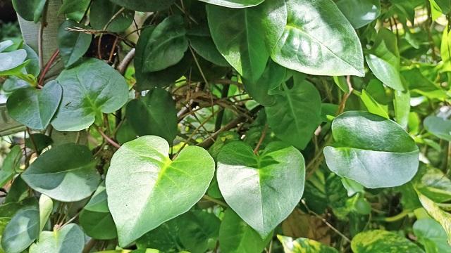 Mengulas 3 Manfaat Binahong untuk Penderita Diabetes