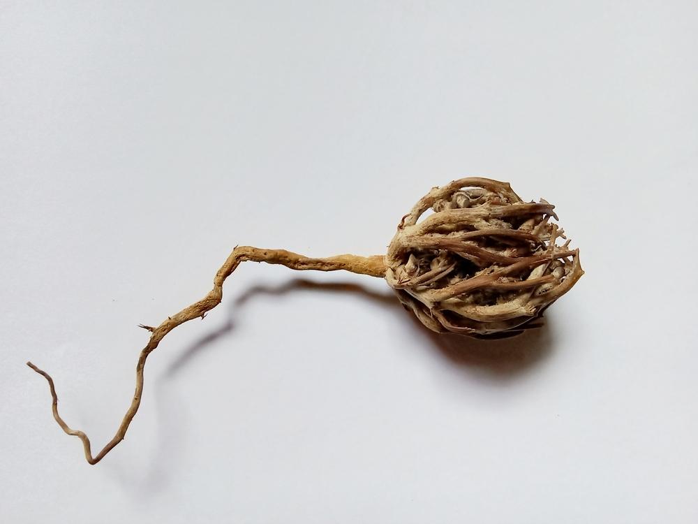 Minum Jamu Rumput Fatimah Berisiko Memicu Keguguran