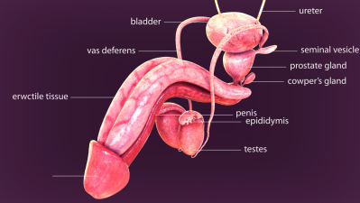 sistem reproduksi pria