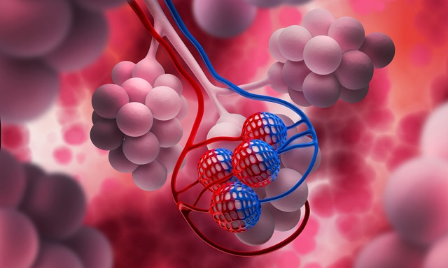 Mengenal Fungsi Alveolus, Bagian Paru-Paru yang Penting dalam Pernapasan