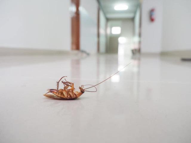 10 Cara Mengusir Kecoa dengan Tepat dan Cepat di Rumah