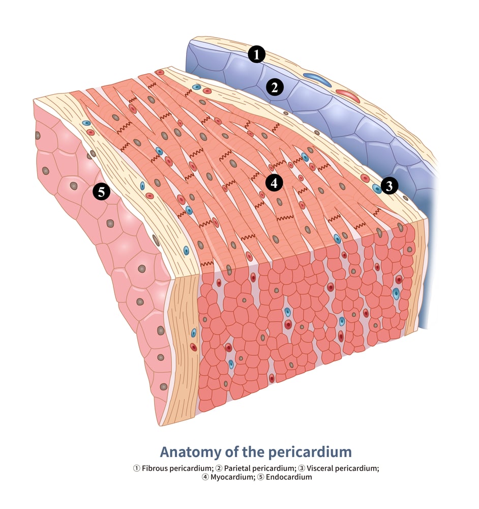 perikardium