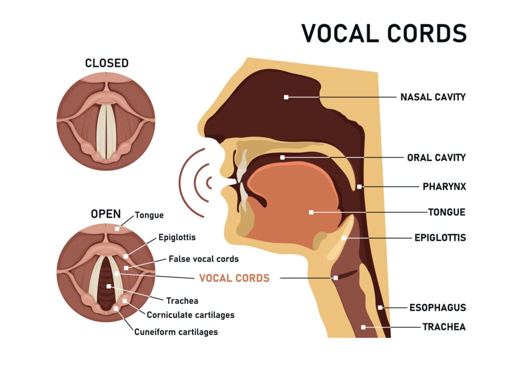 anatomi pita suara