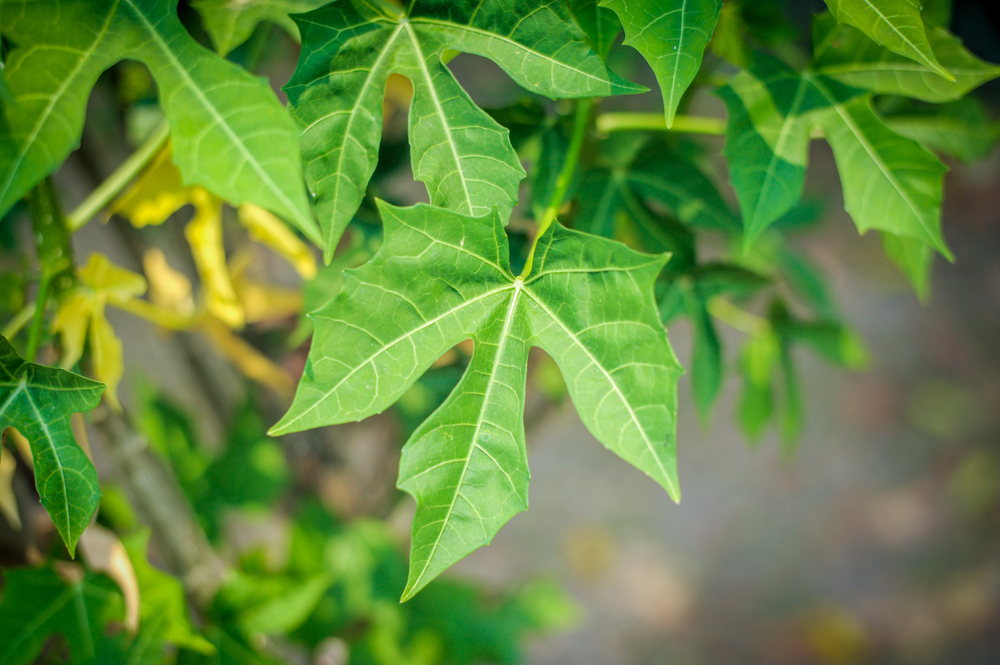 3 Potensi Daun Pepaya untuk Bantu Atasi Kanker