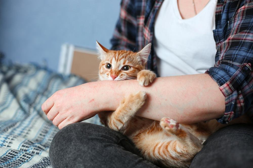 cat-scratch-disease
