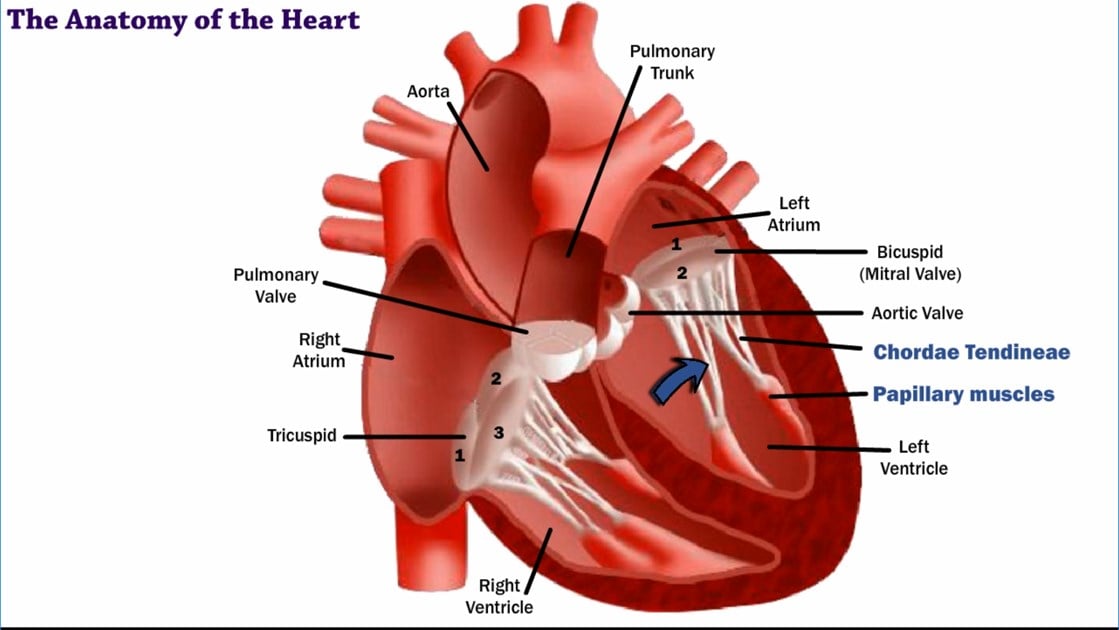 fungsi katup jantung