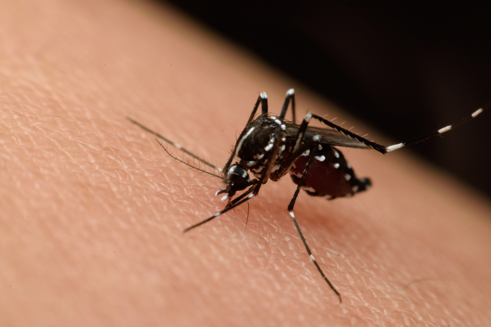 Ini 4 Perbedaan Infeksi Virus Zika dan Demam Berdarah