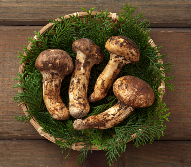 5 Manfaat Jamur Matsutake Jamur Termahal Yang Kaya Nutrisi