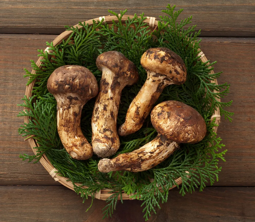 5 Manfaat Jamur Matsutake, si Legit dengan Harga Selangit