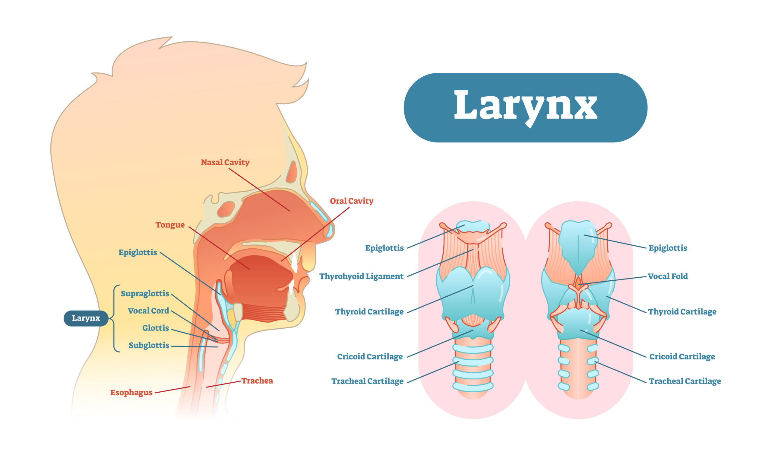 anatomi laring