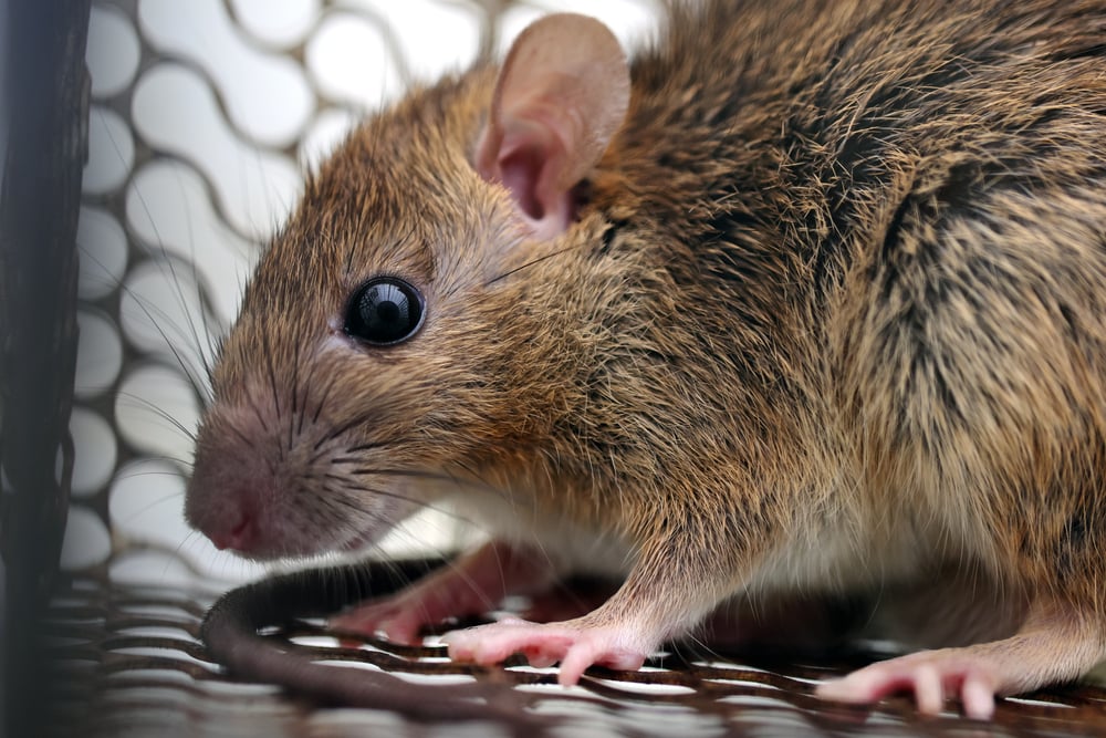 Demam Lassa, Infeksi Virus dari Urine dan Feses Tikus