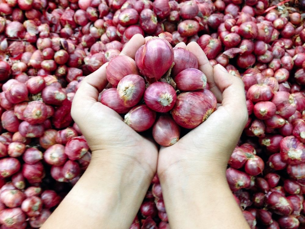 Cara Menebalkan Alis dengan Bawang Merah dan Risikonya