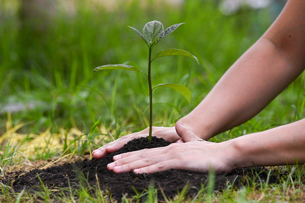 7 Manfaat Menanam Pohon untuk Kesehatan dan Lingkungan Hidup
