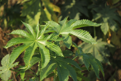 efek samping daun jarak untuk alat vital