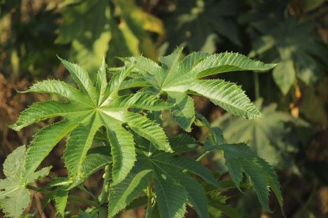 5 Efek Samping Daun Jarak untuk Alat Vital, Ini Faktanya